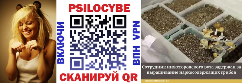 Галлюциногенные грибы прущие грибы  Купить  Данилов 